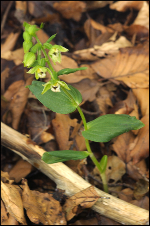 Epipactis dalla Apuane